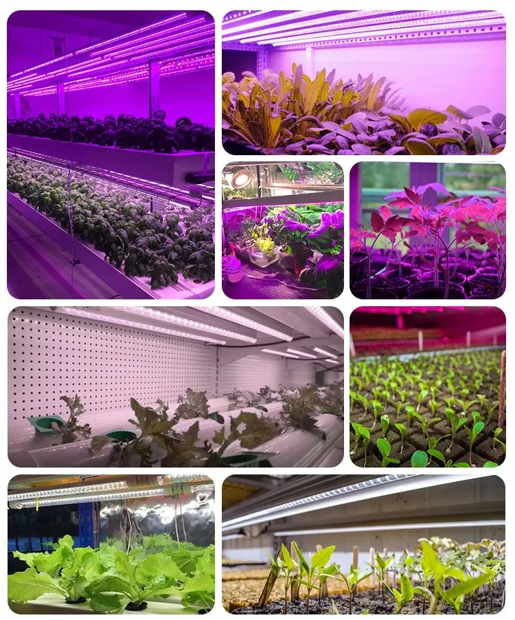 Jesled Flowering Growing LED Light Full Spectrum T8 Grow Light for Greenhouse Hydroponic Growing Systems